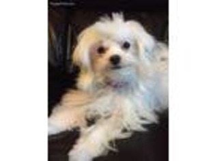 Maltese Puppy for sale in New Holland, PA, USA