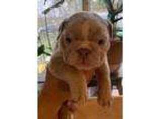 Olde English Bulldogge Puppy for sale in Talent, OR, USA
