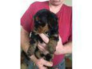 Cavapoo Puppy for sale in Croswell, MI, USA