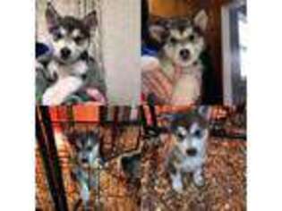 Alaskan Malamute Puppy for sale in Dover, OH, USA