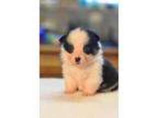 Pembroke Welsh Corgi Puppy for sale in Rich Hill, MO, USA
