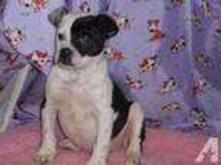 Olde English Bulldogge Puppy for sale in ALEXANDRIA, MN, USA