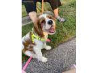 Cavalier King Charles Spaniel Puppy for sale in Cocoa Beach, FL, USA