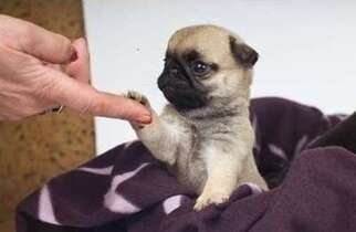 Pug Puppy for sale in Stamford, CT, USA