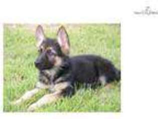 German Shepherd Dog Puppy for sale in Pittsburgh, PA, USA
