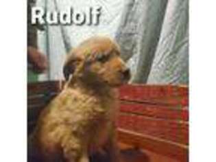 Golden Retriever Puppy for sale in Edgar, WI, USA