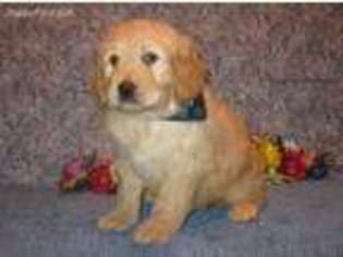 Goldendoodle Puppy for sale in Purdy, MO, USA