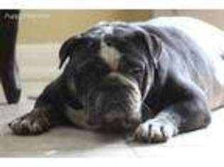 Bulldog Puppy for sale in Austin, TX, USA