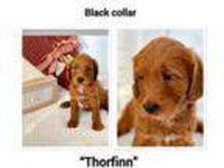 Goldendoodle Puppy for sale in Fort Wayne, IN, USA