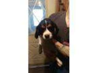 Cavalier King Charles Spaniel Puppy for sale in Akeley, MN, USA