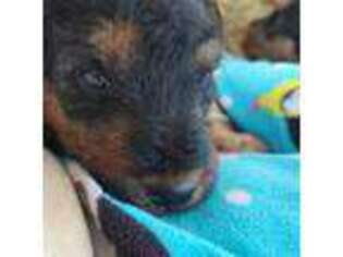 Welsh Terrier Puppy for sale in Altoona, KS, USA