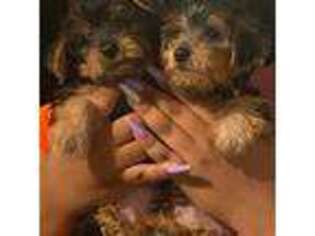 Yorkshire Terrier Puppy for sale in Gwynn Oak, MD, USA