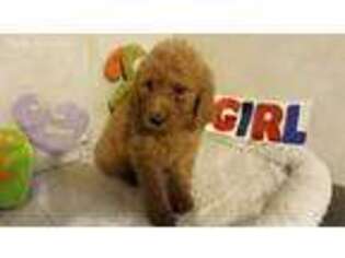 Goldendoodle Puppy for sale in Conroe, TX, USA