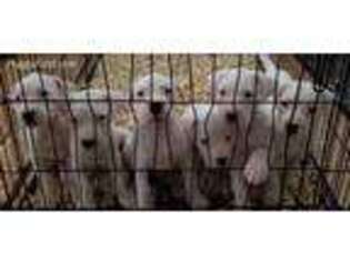 Dogo Argentino Puppy for sale in Lewisville, TX, USA