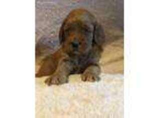 Goldendoodle Puppy for sale in Minerva, OH, USA