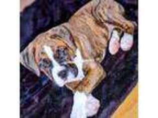 Boxer Puppy for sale in Cleveland, AL, USA