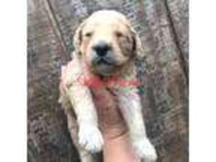 Goldendoodle Puppy for sale in Rienzi, MS, USA