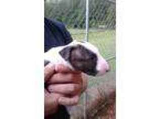 Bull Terrier Puppy for sale in Zebulon, GA, USA