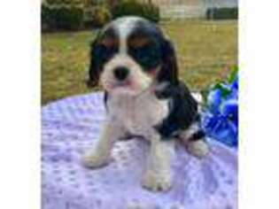 Cavalier King Charles Spaniel Puppy for sale in Ronks, PA, USA