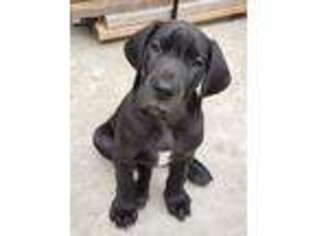 Great Dane Puppy for sale in Half Moon Bay, CA, USA