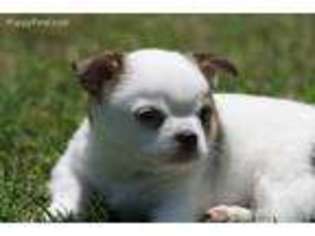 Chihuahua Puppy for sale in Kingston, OK, USA