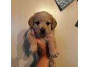 Goldendoodle Puppy for sale in Atwater, CA, USA