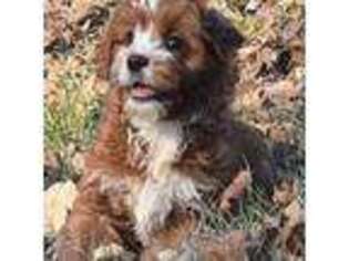 Cavapoo Puppy for sale in Lebanon, KY, USA