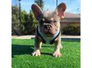 French Bulldog Puppy for sale in Fort Myers, FL, USA