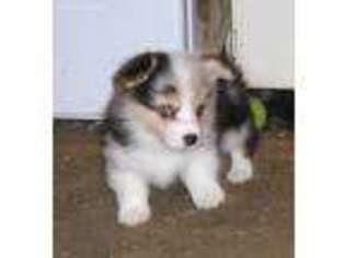 Pembroke Welsh Corgi Puppy for sale in Dunbar, NE, USA