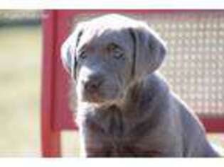 Labrador Retriever Puppy for sale in Sheldon, MO, USA