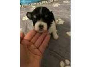 Havanese Puppy for sale in Springfield, NJ, USA