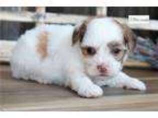 Biewer Terrier Puppy for sale in Springfield, MO, USA