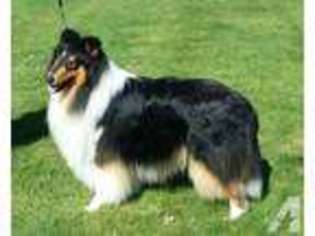 Collie Puppy for sale in THE DALLES, OR, USA