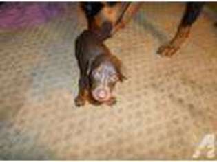 Doberman Pinscher Puppy for sale in HARRISVILLE, MI, USA