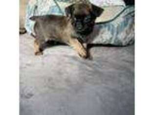 Brussels Griffon Puppy for sale in Fremont, CA, USA