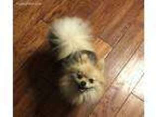 Pomeranian Puppy for sale in Bryceville, FL, USA
