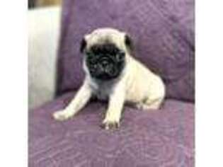 Pug Puppy for sale in Lakewood, WA, USA