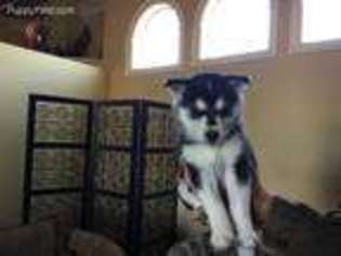 Siberian Husky Puppy for sale in Midland, TX, USA