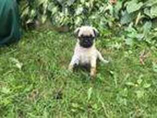 Pug Puppy for sale in Meyersdale, PA, USA