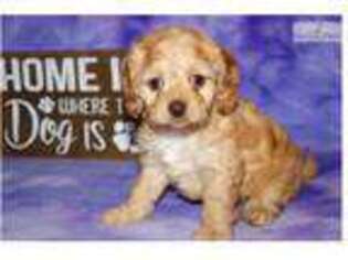 Cock-A-Poo Puppy for sale in Sioux City, IA, USA