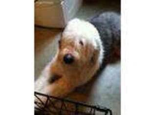 Old English Sheepdog Puppy for sale in Dupont, IN, USA