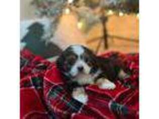 Mutt Puppy for sale in West Long Branch, NJ, USA