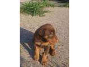 Doberman Pinscher Puppy for sale in Riverside, IA, USA