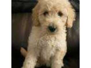 Goldendoodle Puppy for sale in Glen Saint Mary, FL, USA