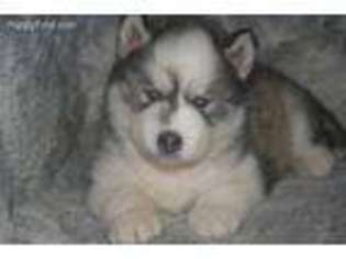 Siberian Husky Puppy for sale in Hudson, NC, USA