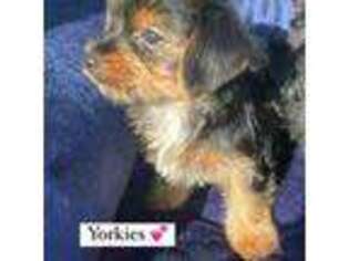 Yorkshire Terrier Puppy for sale in Buffalo, NY, USA