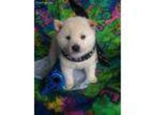 Shiba Inu Puppy for sale in Arcadia, IA, USA