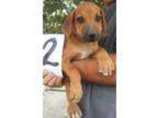 Rhodesian Ridgeback Puppy for sale in Pineville, MO, USA