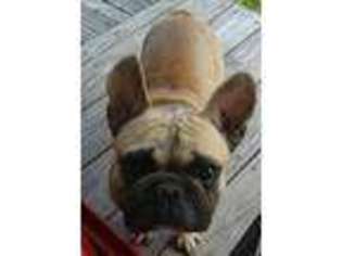 French Bulldog Puppy for sale in Marlin, TX, USA