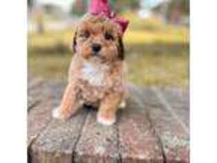 Mutt Puppy for sale in Somerset, KY, USA